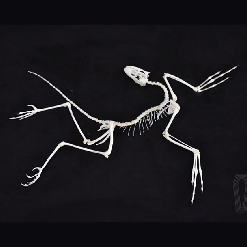 2120 Archaeopteryx Fossil Art  - Fossil Replica Display ulasan dan harga